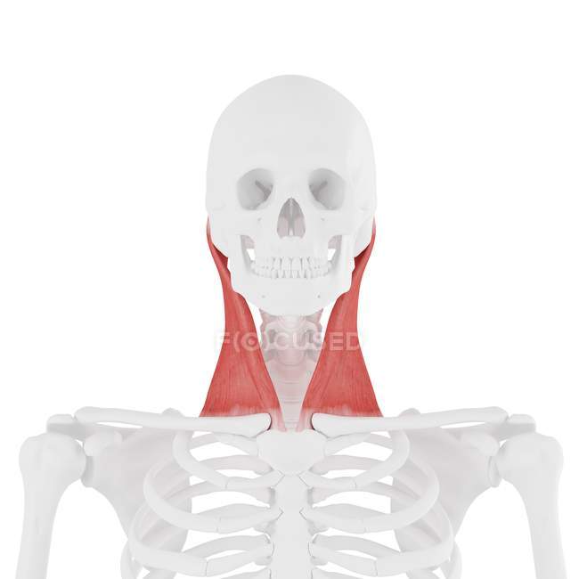 Menschliches Skelett mit detailliertem roten Sternocleidomastoid-Muskel, digitale Illustration. — Stockfoto