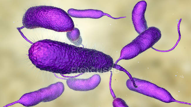 Bactéries Vibrio vulnificus trouvées dans l'eau de mer, illustration colorée par ordinateur
. — Photo de stock