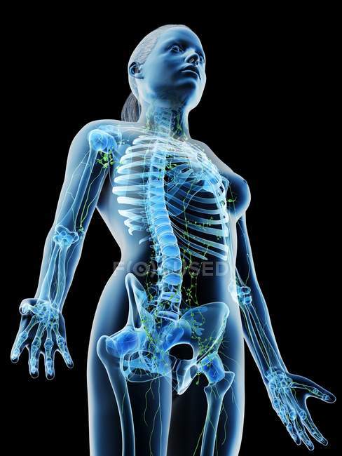 Corps féminin montrant le squelette et le système lymphatique, illustration numérique . — Photo de stock