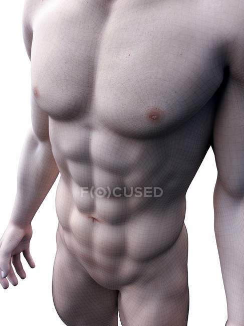 Männliche 3D-Darstellung von Bauchmuskeln, Computerillustration. — Stockfoto