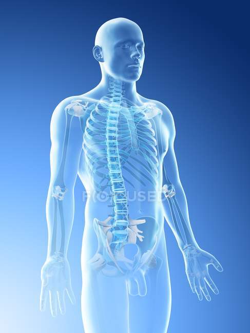 Мужской силуэт с видимыми костями верхней части тела, компьютерная иллюстрация . — стоковое фото