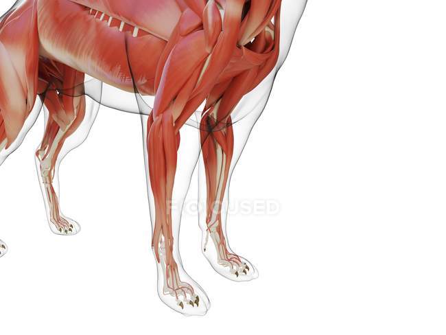 Собачий силует з видимою мускулатурою на білому тлі, цифрова ілюстрація . — стокове фото