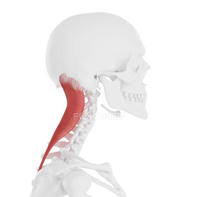 Menschliches Skelett mit detailliertem roten Splenius capitis Muskel, digitale Illustration. — Stockfoto