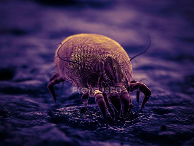 Dust mite parasite, microscopic digital illustration. — Stock Photo