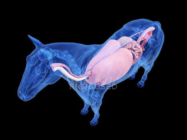 Anatomia do cavalo com órgãos internos visíveis, ilustração computacional . — Fotografia de Stock