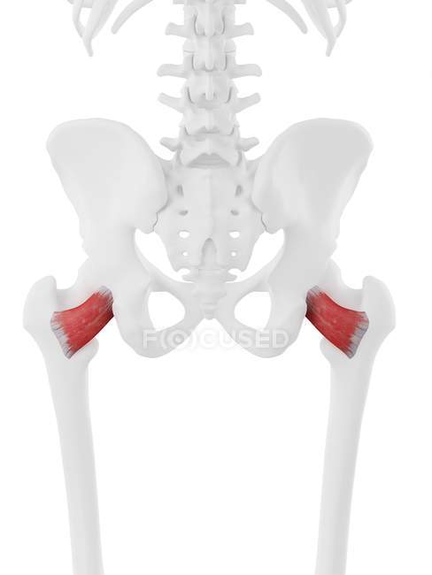 Esqueleto humano con Quadratus femoris rojo, ilustración digital . - foto de stock