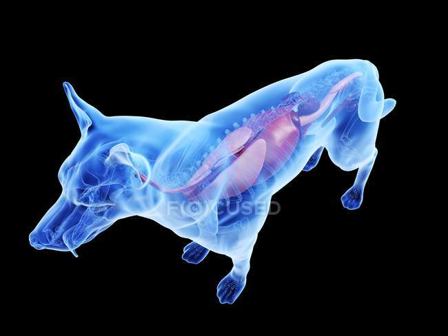 Anatomia do cão com órgãos visíveis sobre fundo preto, ilustração digital . — Fotografia de Stock
