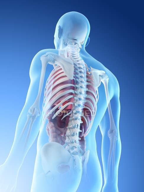 Visão traseira de baixo ângulo da silhueta humana mostrando anatomia masculina, ilustração digital . — Fotografia de Stock