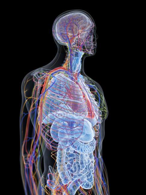 Модель людського тіла, що показує чоловічу анатомію і кровоносні судини, цифрова ілюстрація. — стокове фото