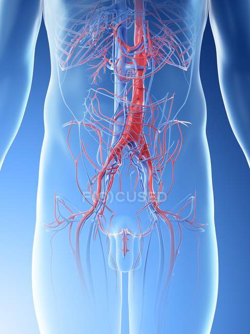 Vasos sanguíneos abdominales masculinos, ilustración digital . - foto de stock