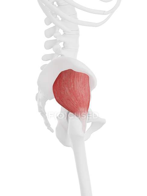 Menschliches Skelettstück mit detailliertem roten Gesäßmuskel Minimus, digitale Illustration. — Stockfoto