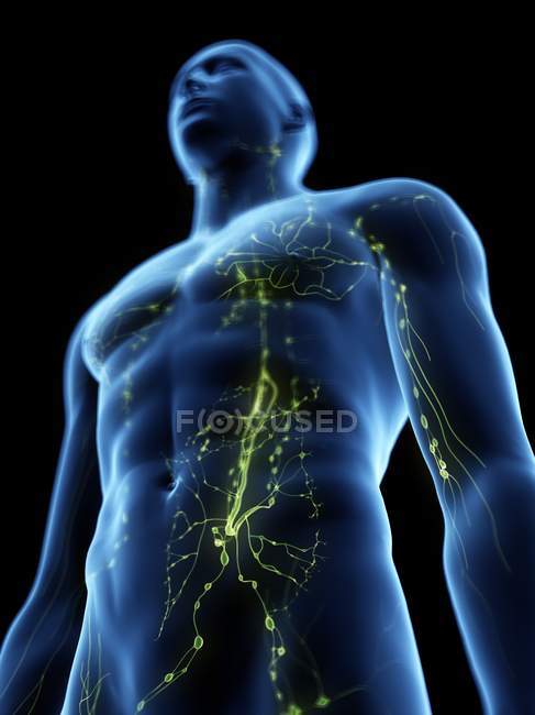 Abstrakter männlicher Körper mit sichtbarem Lymphsystem, digitale Illustration. — Stockfoto
