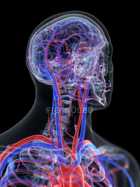 Сосудистая система головы человека, компьютерная иллюстрация
. — стоковое фото