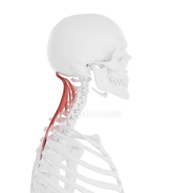 Menschliches Skelett mit rot gefärbtem Muskel Semispinalis capitis, digitale Illustration. — Stockfoto