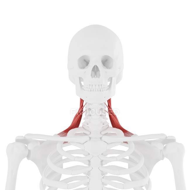 Esqueleto humano con el músculo rojo detallado del escapulario del elevador, ilustración digital . - foto de stock