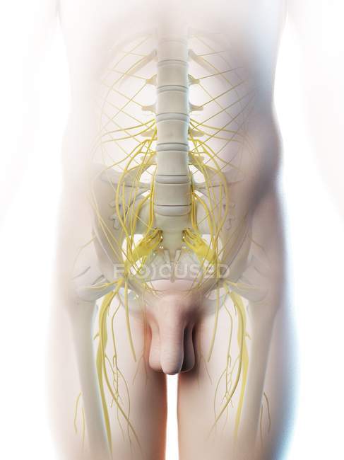 Nervos pélvicos em silhueta masculina abstrata, ilustração computacional . — Fotografia de Stock