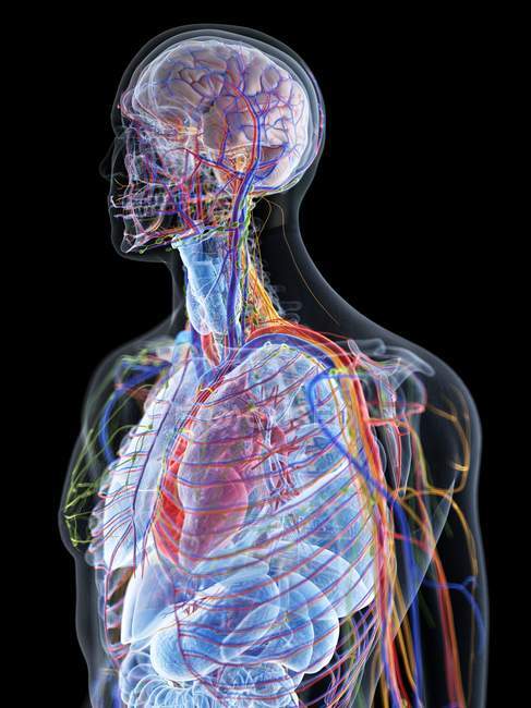 Modèle du corps humain montrant l'anatomie masculine et les vaisseaux sanguins, illustration numérique . — Photo de stock
