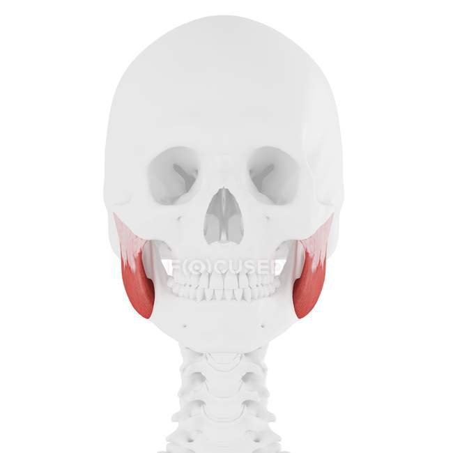 Scheletro umano con il muscolo superiore di Masseter di colore rosso, illustrazione digitale . — Foto stock