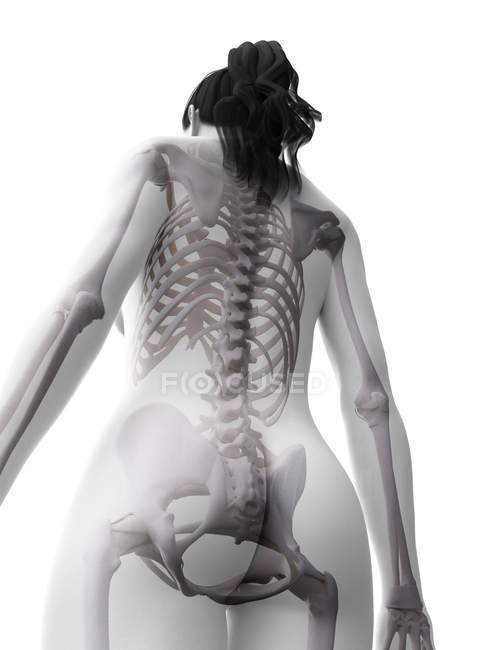 Silhouette corpo femminile con scheletro visibile, illustrazione digitale . — Foto stock