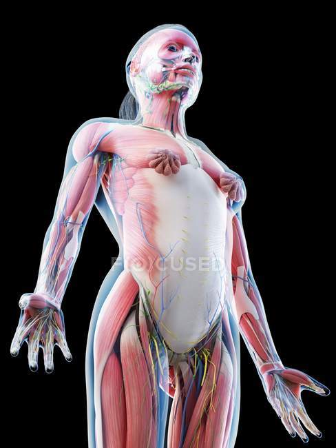 Жіноча верхня тілесна анатомія та м'язова система, комп'ютерна ілюстрація . — стокове фото