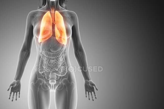Modelo anatómico femenino con pulmones anaranjados y visibles, ilustración por ordenador
. - foto de stock