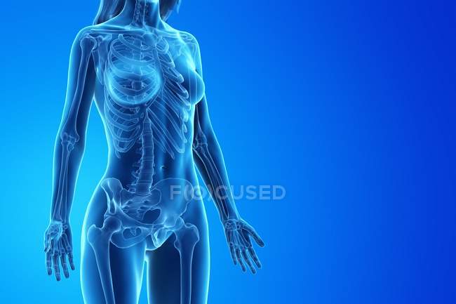 Жіночий скелет у прозорому тілі на синьому фоні, комп'ютерна ілюстрація . — стокове фото