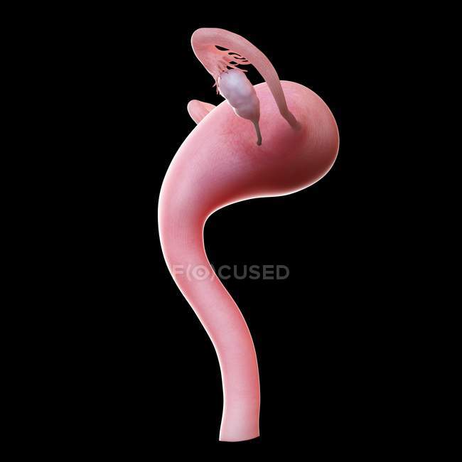 Realistic female uterus on black background, computer illustration. — Stock Photo