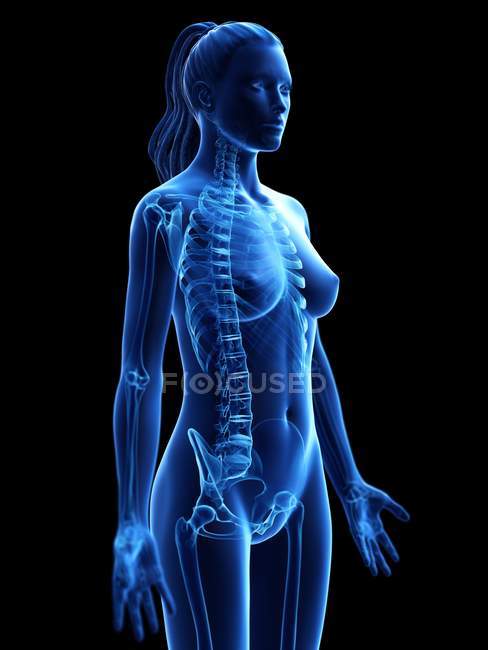 Esqueleto femenino en silueta de cuerpo transparente, ilustración digital . - foto de stock
