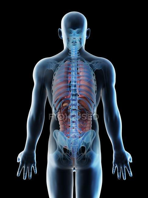Transparent body model showing male anatomy and internal organs, digital illustration. — Stock Photo