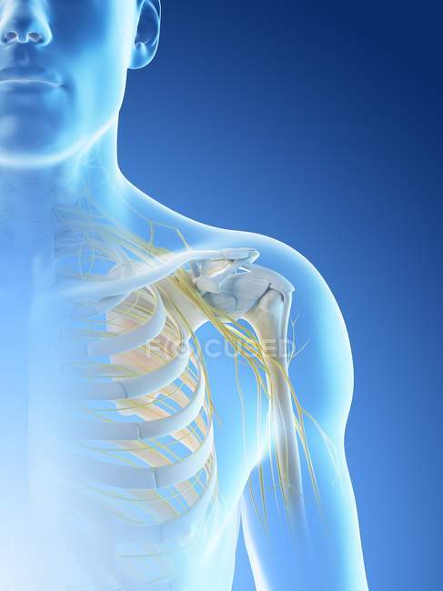Anatomie des nerfs de l'épaule dans la silhouette du corps masculin, illustration par ordinateur . — Photo de stock