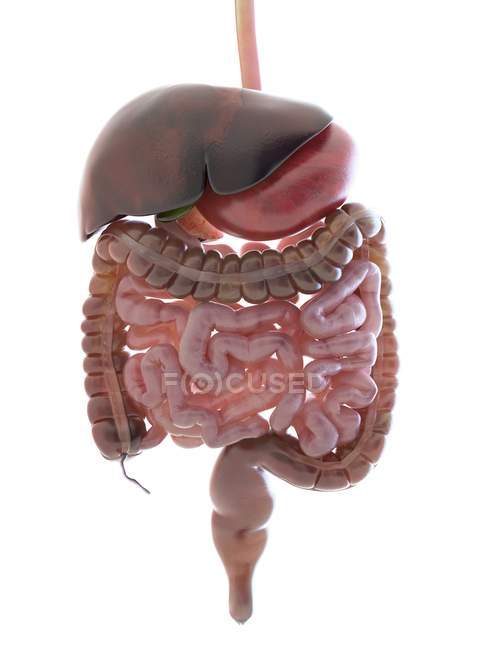 Sistema digestivo umano su sfondo bianco, illustrazione digitale . — Foto stock