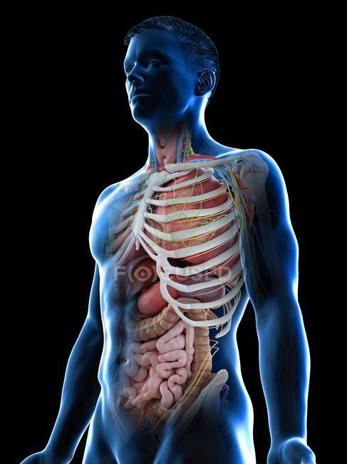 Modelo realista del cuerpo humano que muestra la anatomía masculina con órganos internos detrás de las costillas, ilustración digital
. - foto de stock