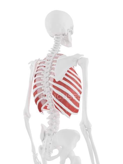 Людський скелет з детальним червоним Внутрішнім міжреберним м'язами, цифрова ілюстрація . — стокове фото