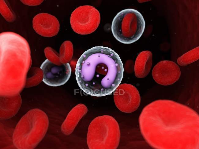 Monocito en sangre humana, ilustración por computadora . - foto de stock