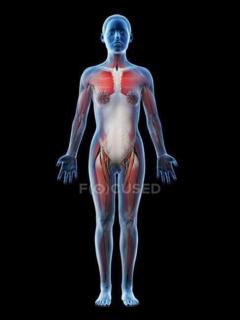 Modello del corpo umano che mostra l'anatomia femminile con sistema muscolare, illustrazione digitale di rendering 3d
. — Foto stock
