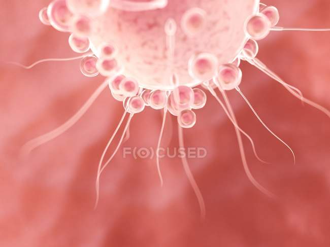 Fecondazione di ovociti con spermatozoi, illustrazione digitale . — Foto stock