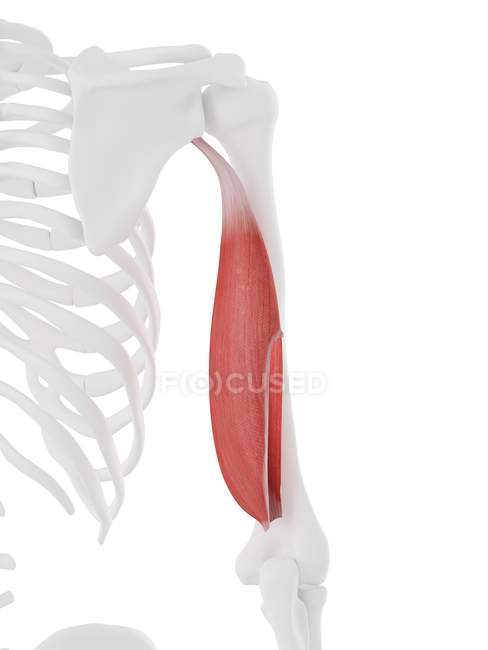 Human skeleton model with detailed Triceps long head muscle, computer illustration. — Stock Photo