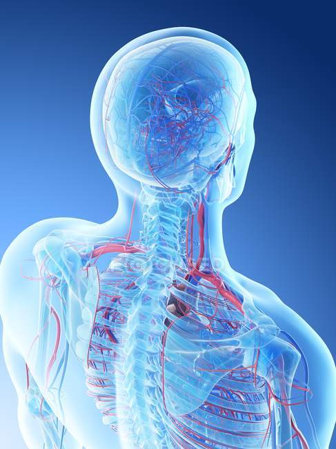 Кровоносних судин людини верхнього тіла, цифрова ілюстрація. — стокове фото