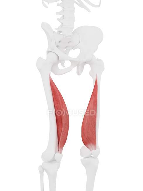 Menschliches Skelettmodell mit detailliertem Muskel vastus medialis, Computerillustration. — Stockfoto