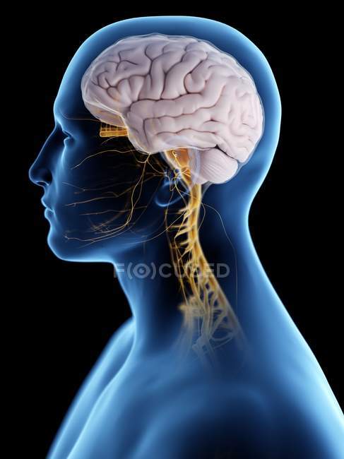 Silueta masculina abstracta con cerebro visible y nervios del sistema nervioso, ilustración por ordenador . - foto de stock