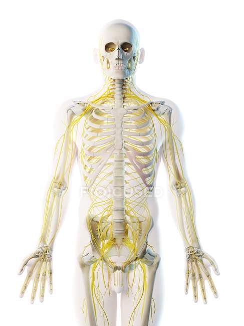 Мужская нервная система в силуэте тела, компьютерная иллюстрация . — стоковое фото