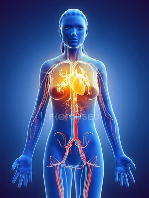 Хвороби серця в жіночому тілі, концептуальний цифровий приклад. — стокове фото