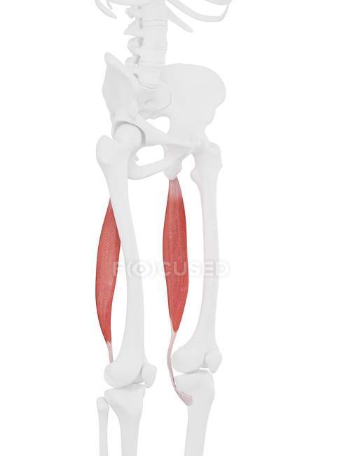 Esqueleto humano con color rojo Músculo semitendinoso, ilustración digital . - foto de stock