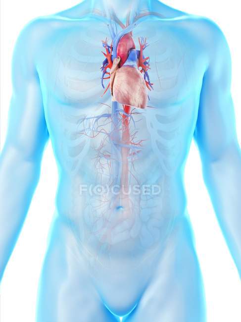 Silueta corporal masculina que muestra anatomía del corazón, ilustración por computadora
. - foto de stock