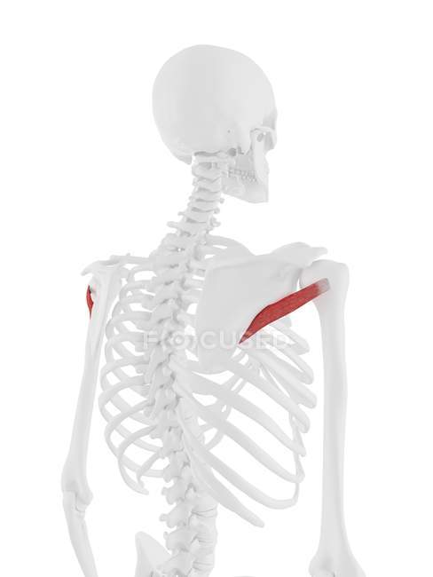 Modelo de esqueleto humano con músculo menor detallado de Teres, ilustración por computadora . - foto de stock