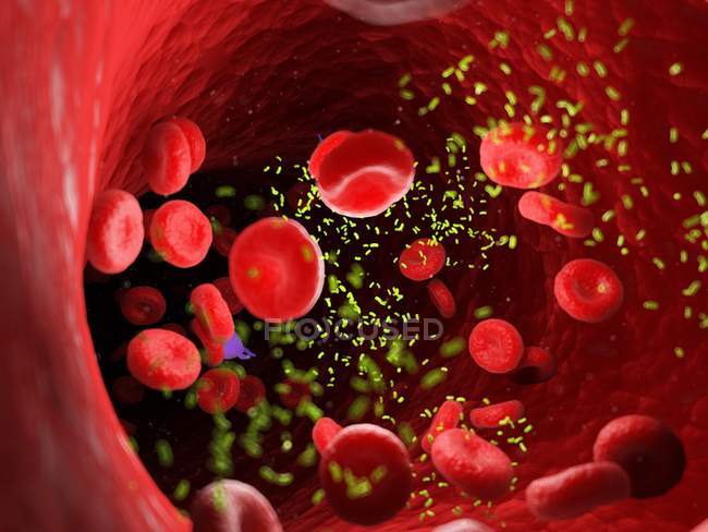 Bakterien inmitten von Blutzellen in Blutgefäßen, digitale Illustration. — Stockfoto