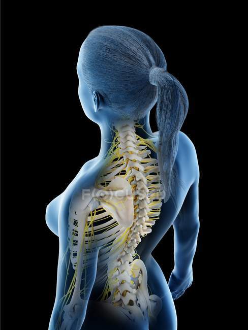 Sistema nervioso femenino en silueta corporal abstracta, ilustración por ordenador . - foto de stock
