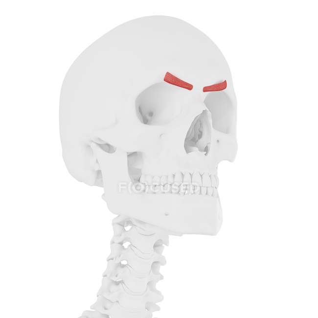 Череп человека с детальной красной мышцей Corrugator supercili, цифровая иллюстрация . — стоковое фото