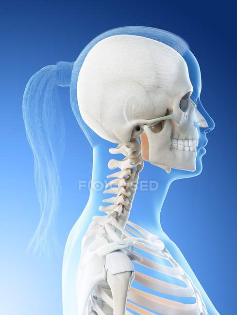Anatomía y esqueleto de cabeza y cuello femenino, ilustración por computadora . - foto de stock