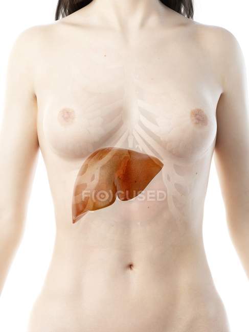 Corpo femminile realistico con fegato dettagliato, illustrazione del computer . — Foto stock